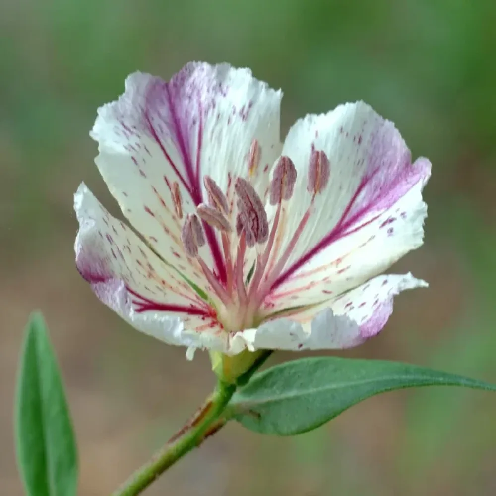 Vild nejlika, rosa, enkel