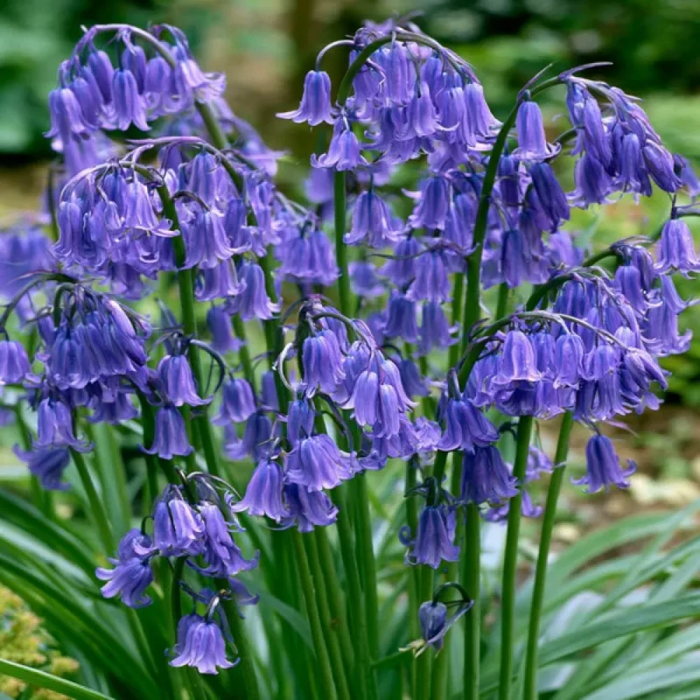 Engelsk klockhyacint 'Non-Scripta - Dutch Grown'