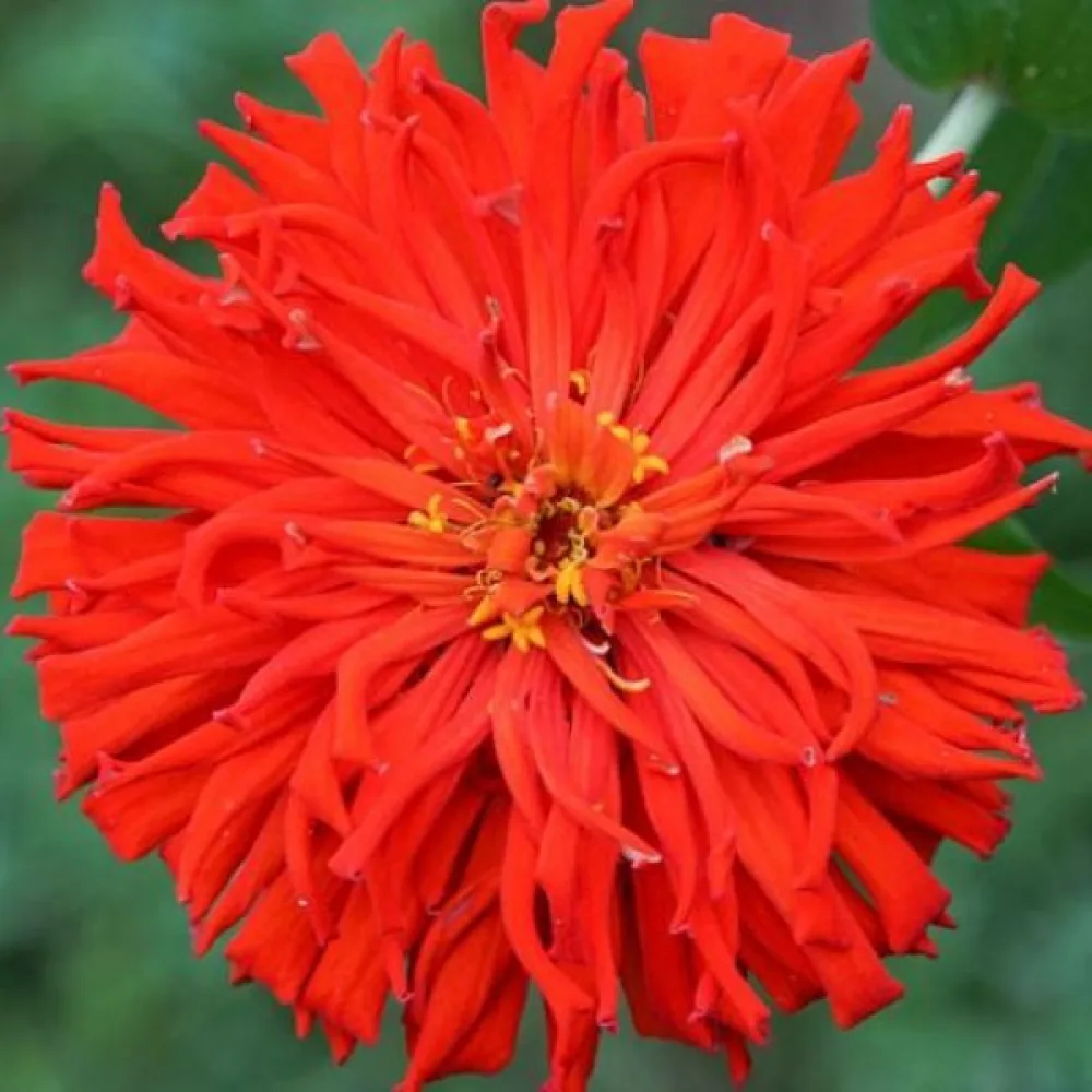 Zinnia 'Red Man'