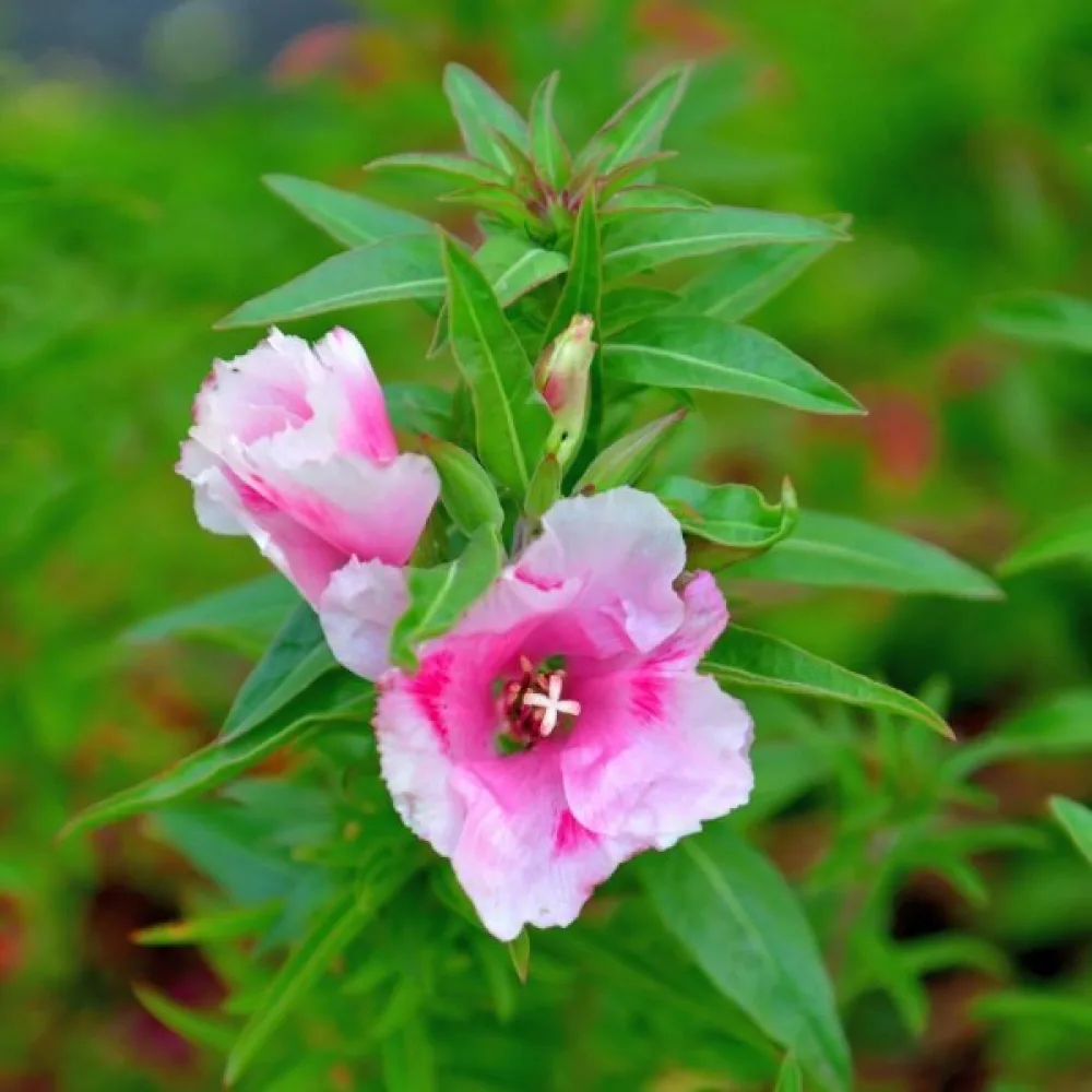 Atlasblomma 'Maiden Blush', ljusrosa