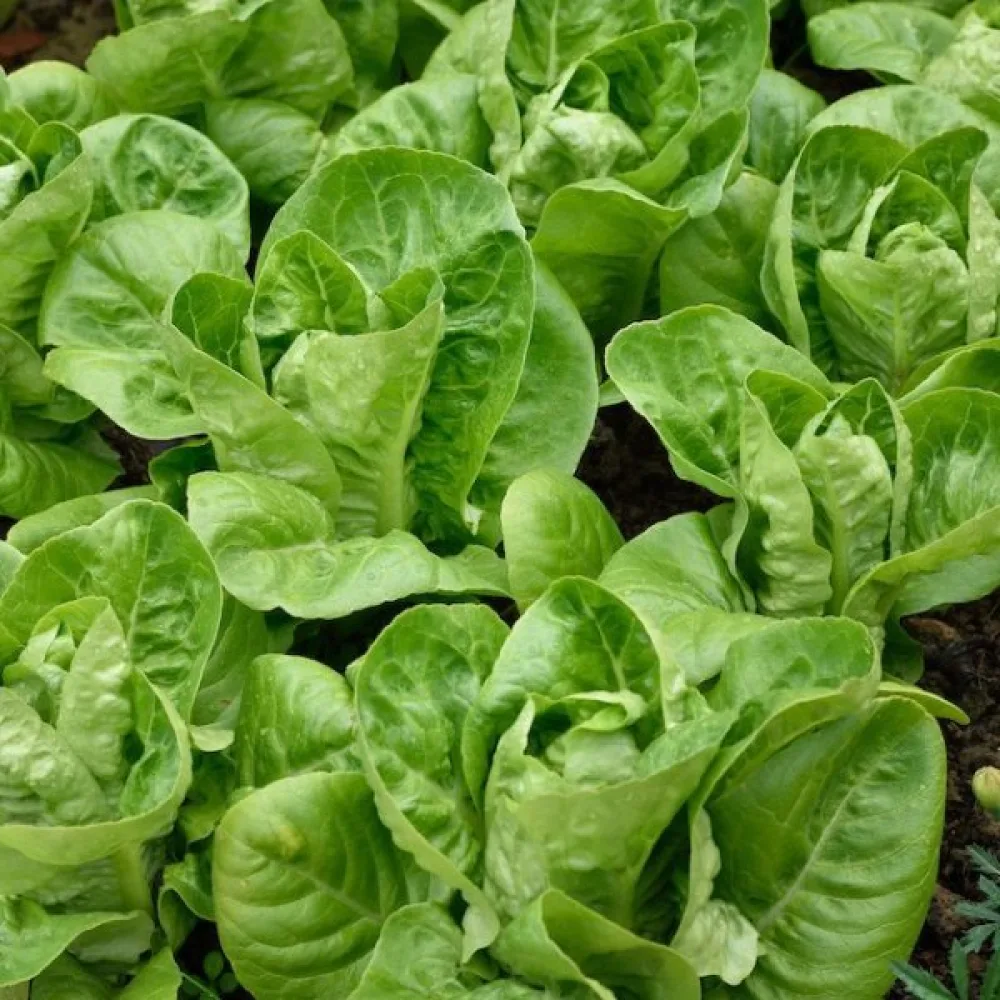 Romansallad 'Little Gem' (Sucrine)
