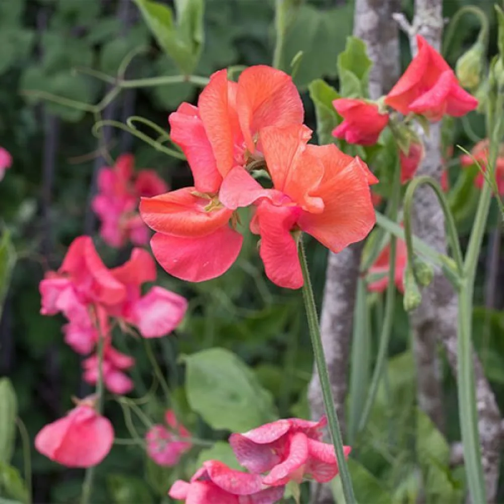 Luktärt 'Spencer' – orange-scharlakansröd