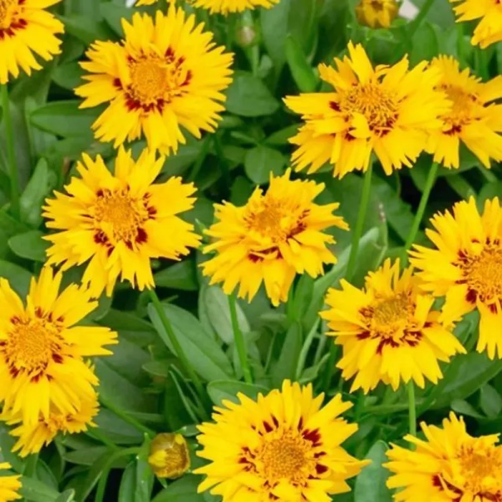 Skönöga 'Golden Crown'
