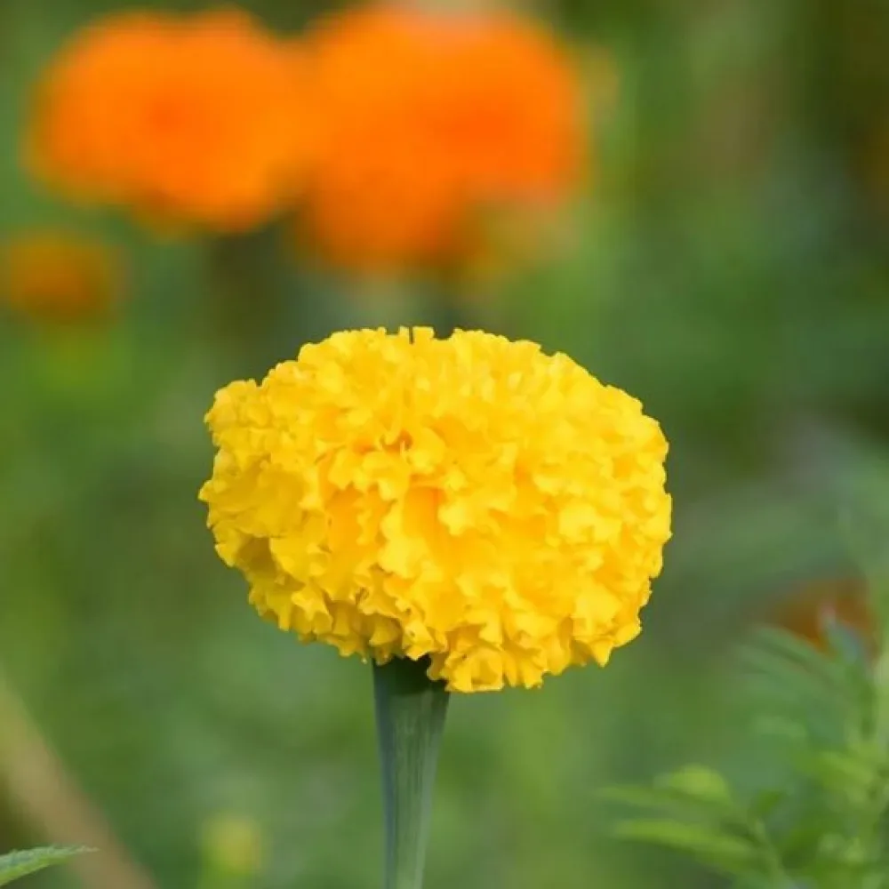 Afrikansk tagetes 'Mary Helen'