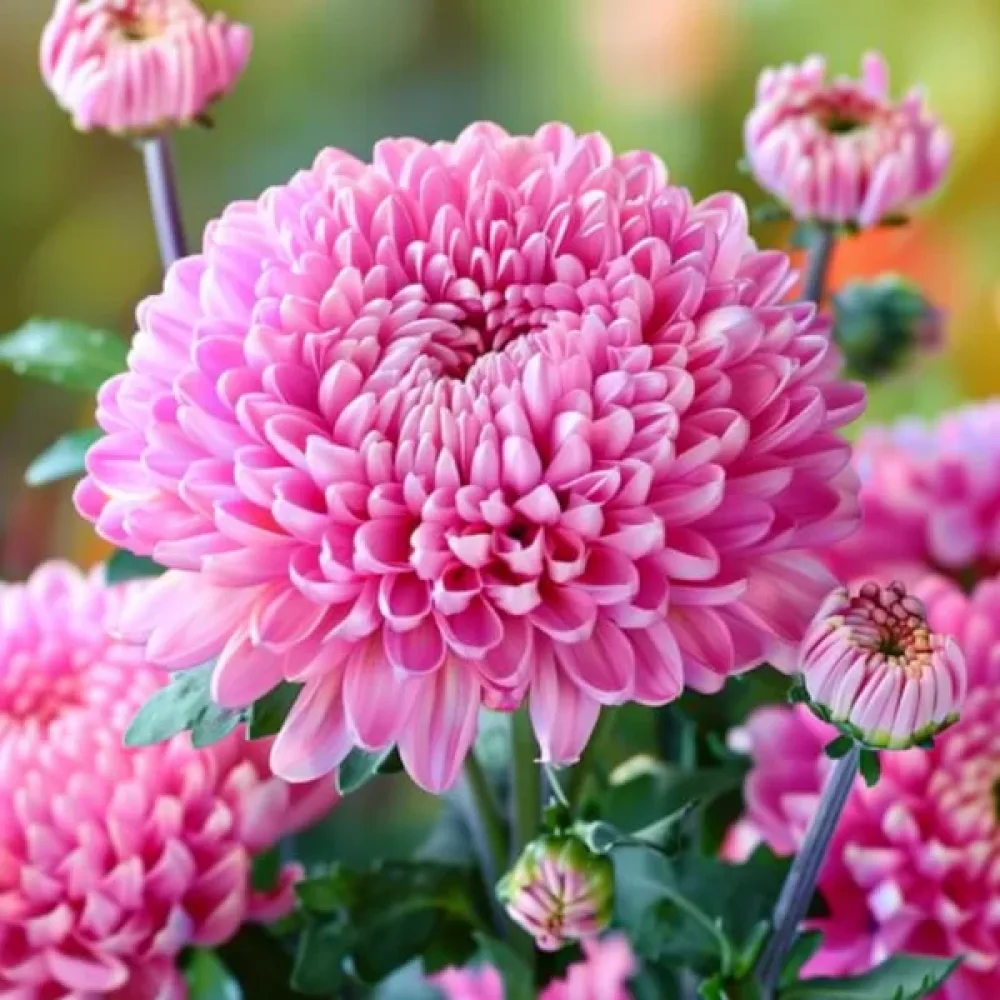 Sommaraster 'Thousand Wonders' klarrosa