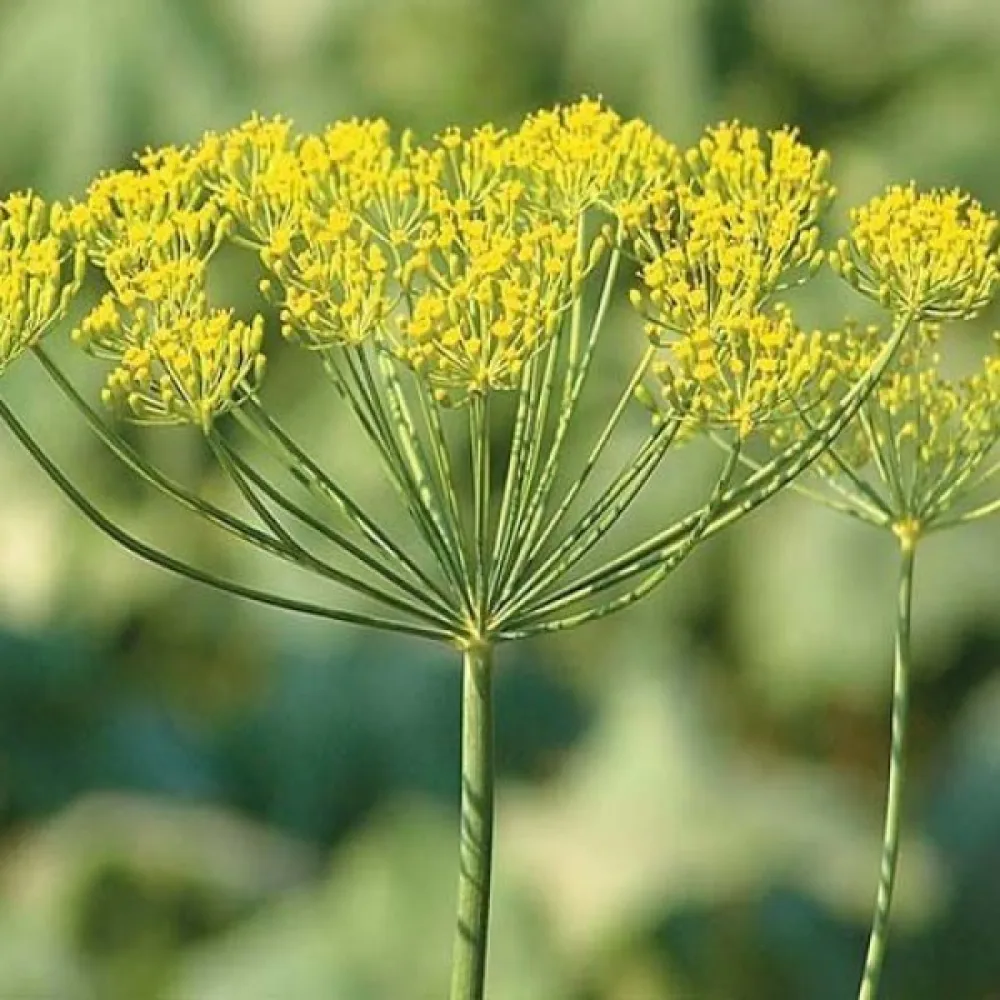 Dill 'Lukullus'