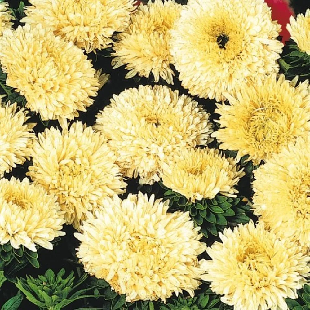 Sommaraster 'Bouquet' – gul