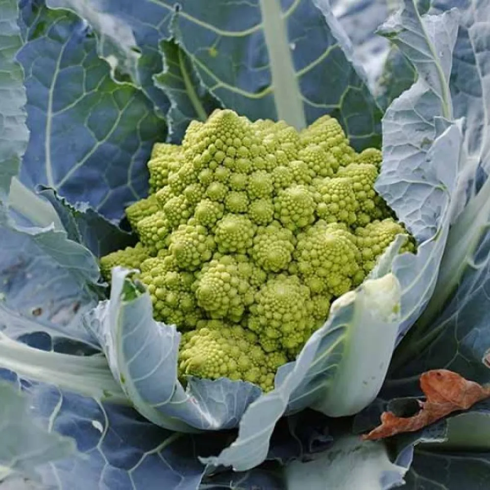 Blomkål 'Romanesco Natalino'