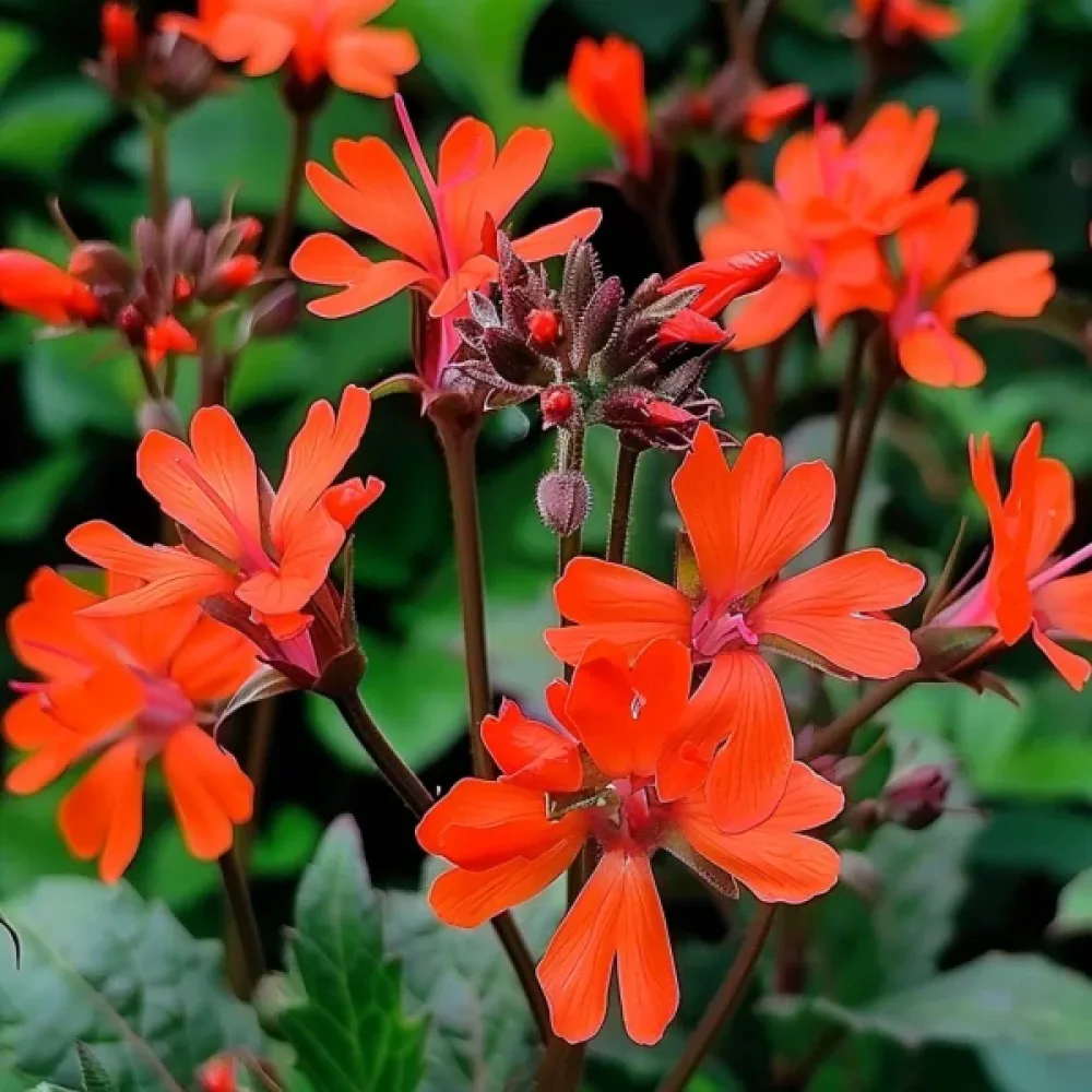 Studentnejlika Lychnis chalcedonica, mix