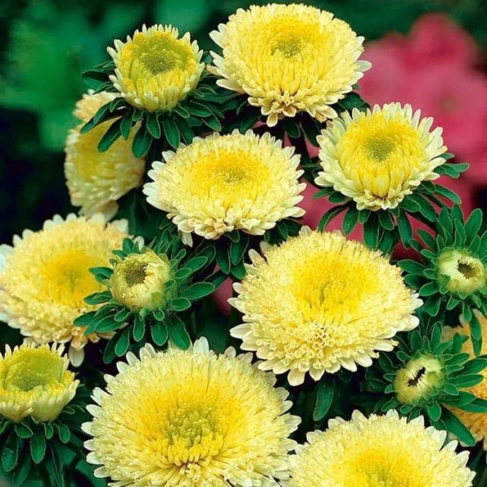 Sommaraster Pompon – gul