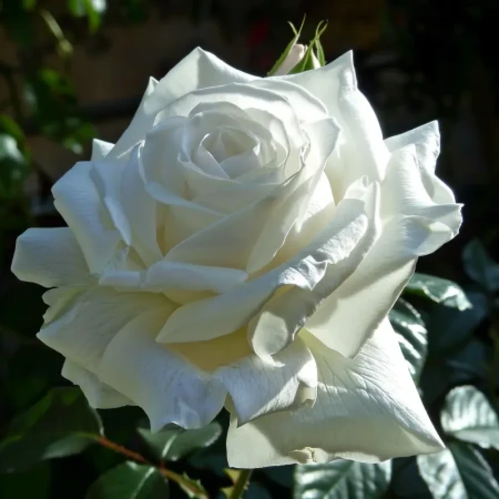 Ros 'Cream Elegance'