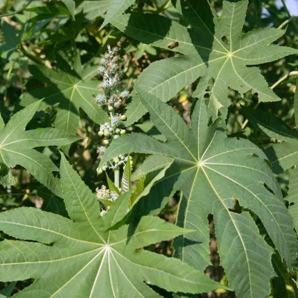 Ricin 'Zanzibariensis'