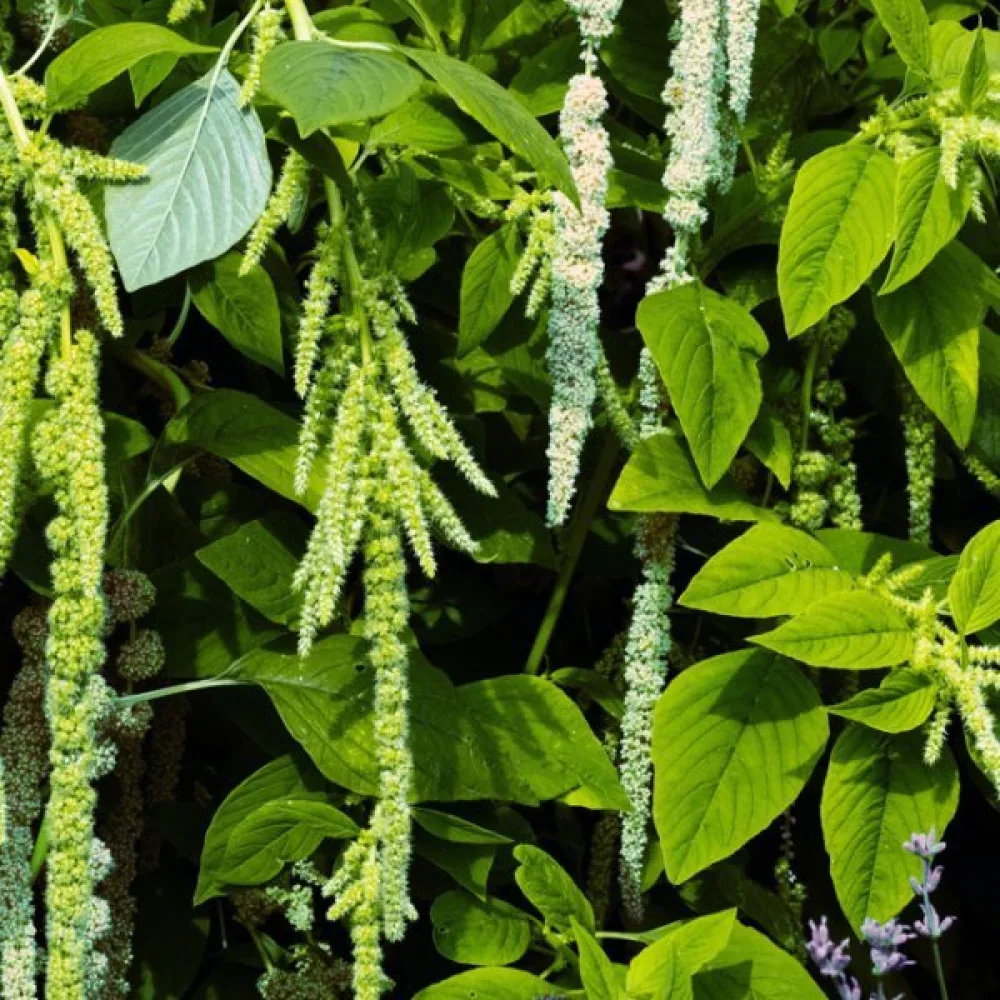 Rävsvansamarant 'Viridis'