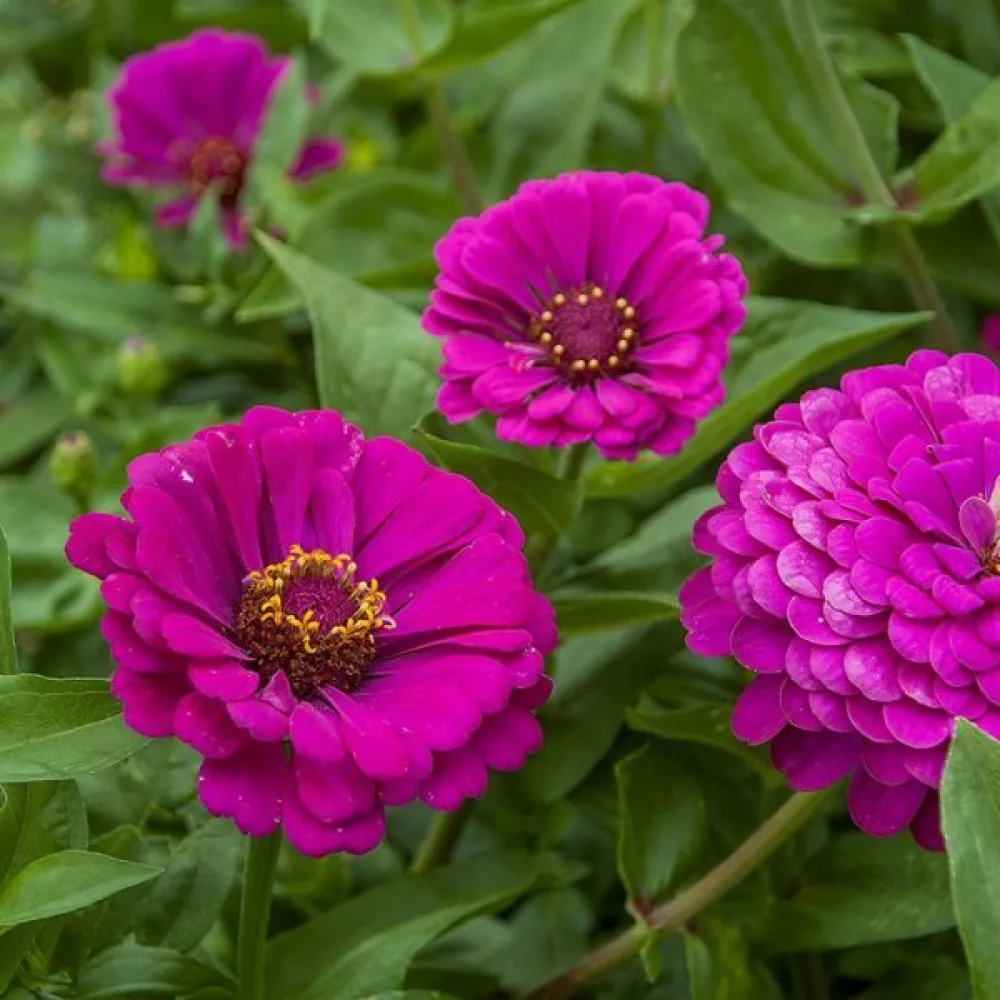 Zinnia 'Purple Prince'