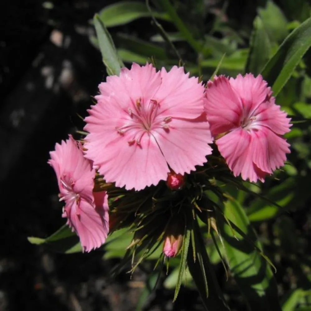 Borstnejlika 'Newport Pink' – rosa