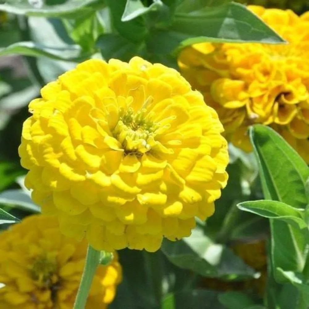 Zinnia 'Golden Gem'