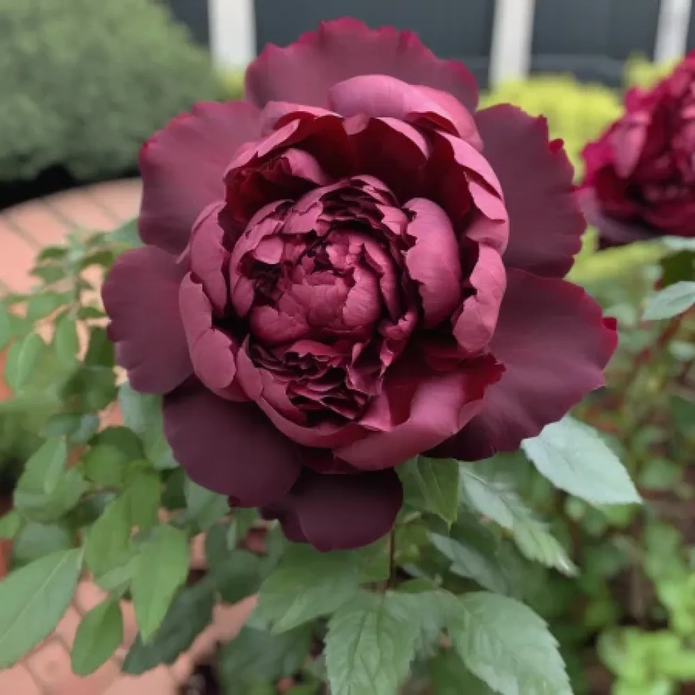 Ros 'Dark Ambrosia' – barrotad