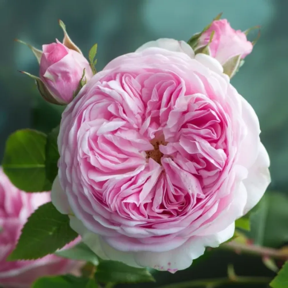 Ros 'Royal Essence'