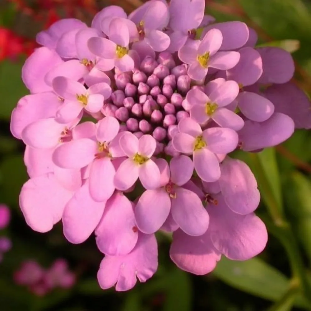Iberis 'Rose Cardinal' – klarrosa