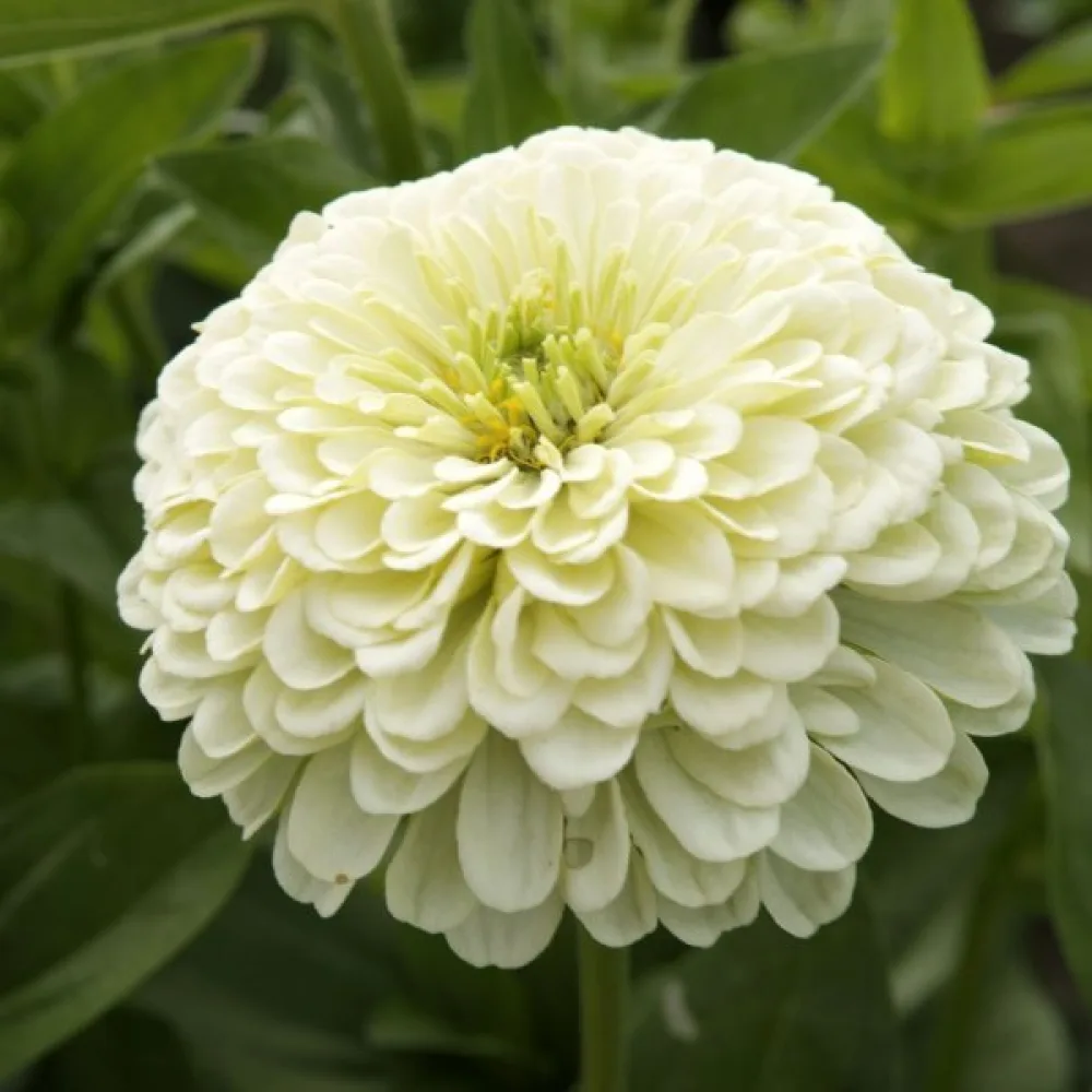 Zinnia 'Isabellina'