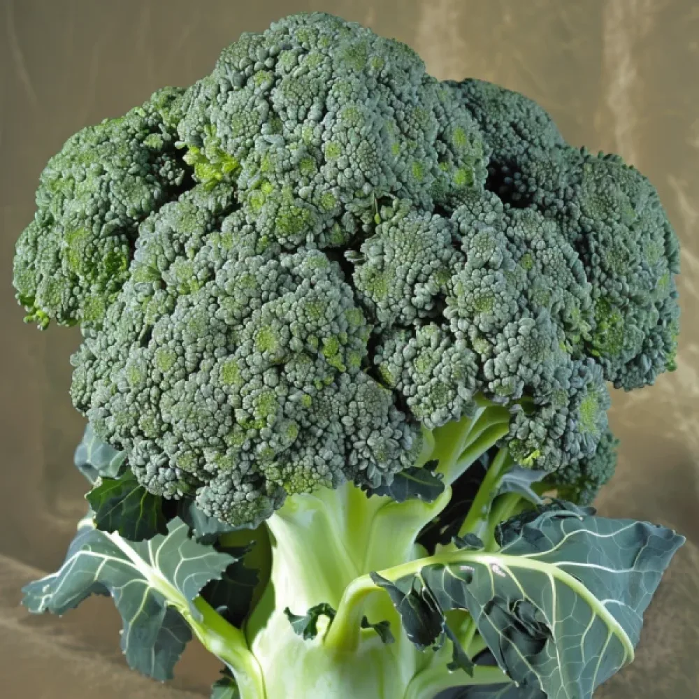 Broccoli 'Ramoso Calabrese'
