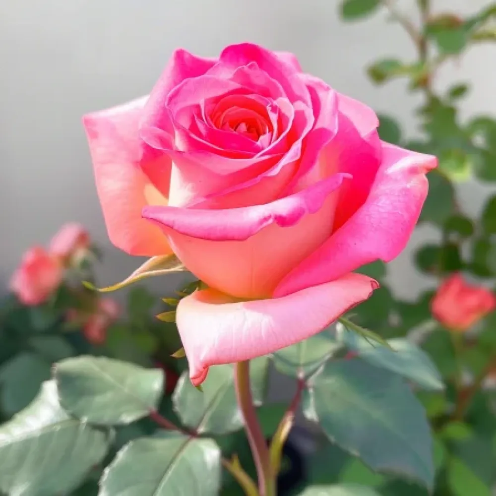 Ros 'Pink Snowflake' – barrotad