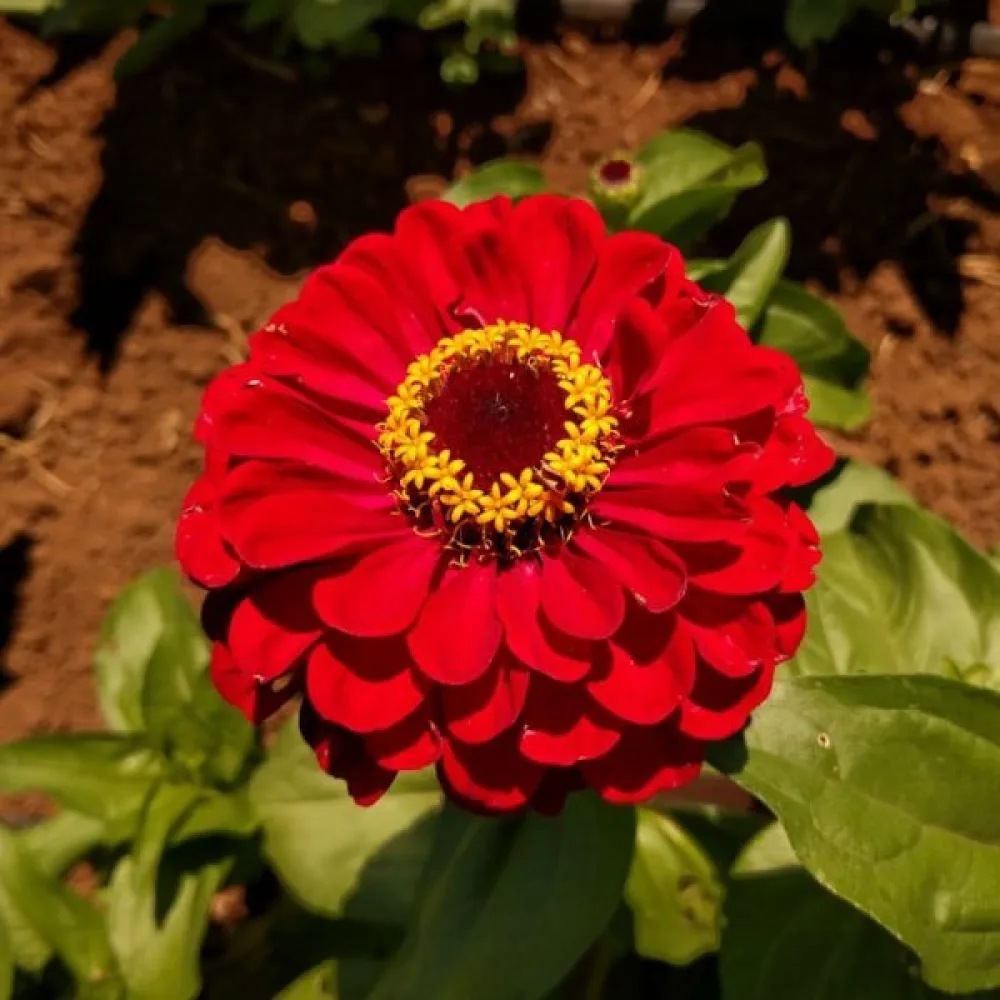 Zinnia 'Super Yoga Red'