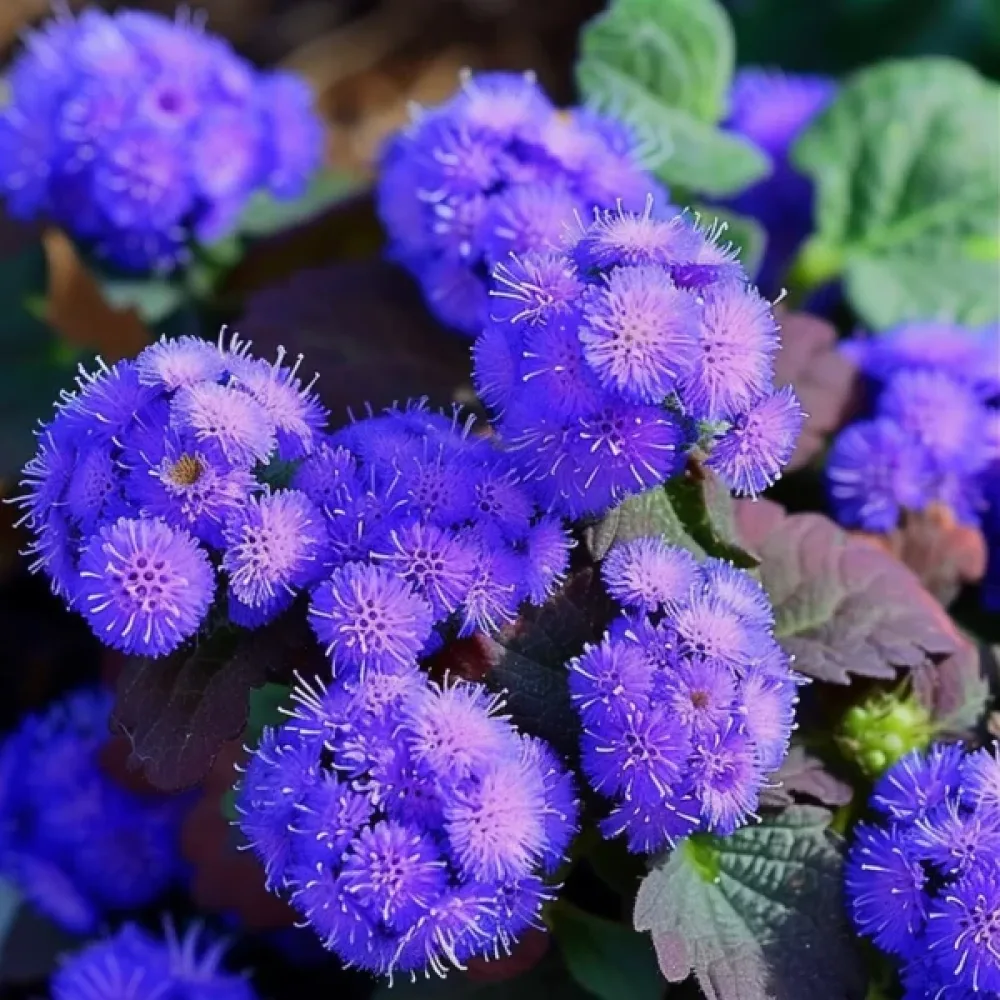 Ageratum, blå