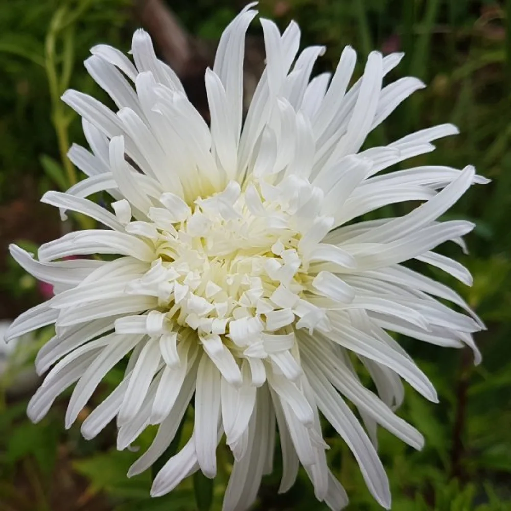 Sommaraster 'Ostrich Plume' vit