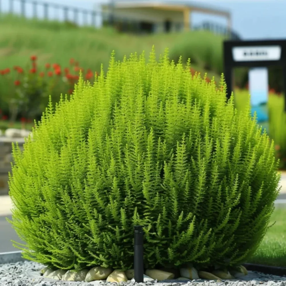 Sommarcypress Kochia scoparia