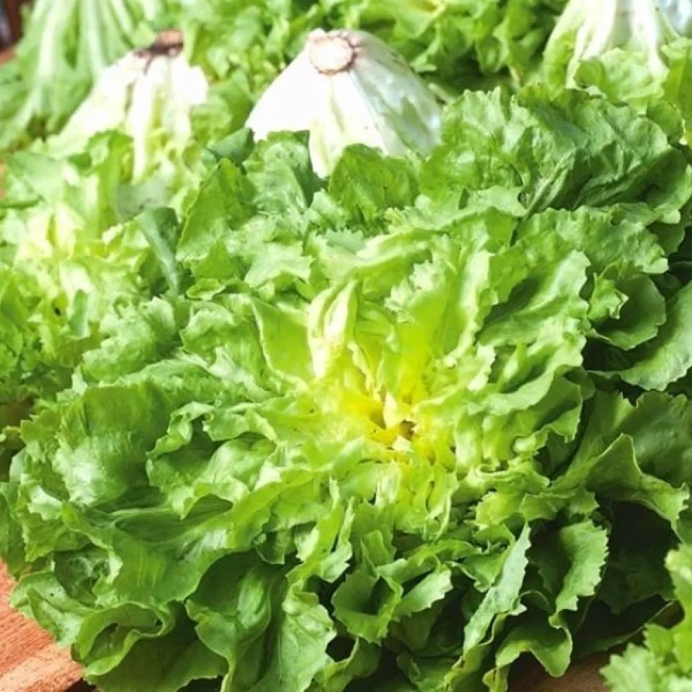 Endivia 'Bionda'