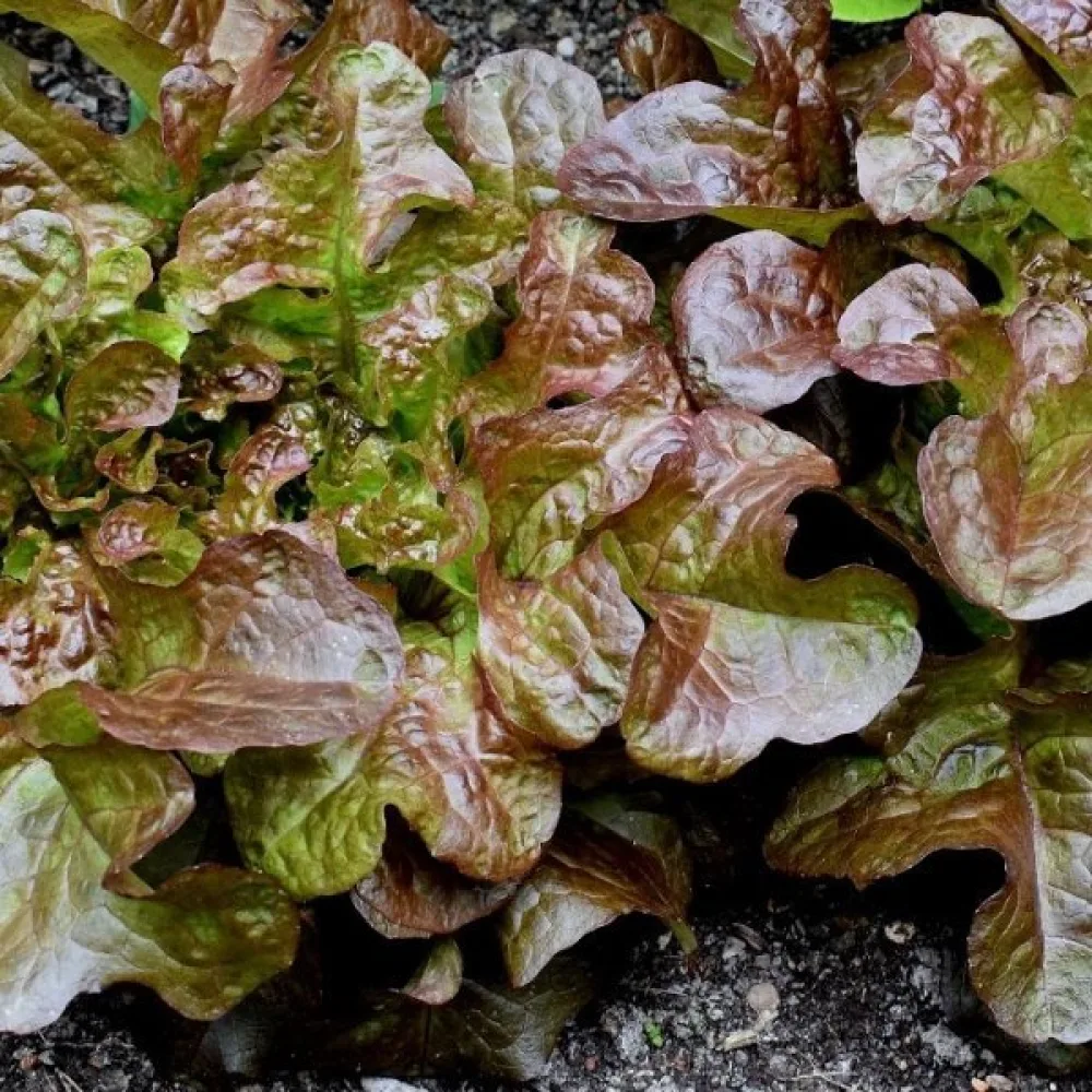 Babyleaf-sallad 'Biscia Rossa'