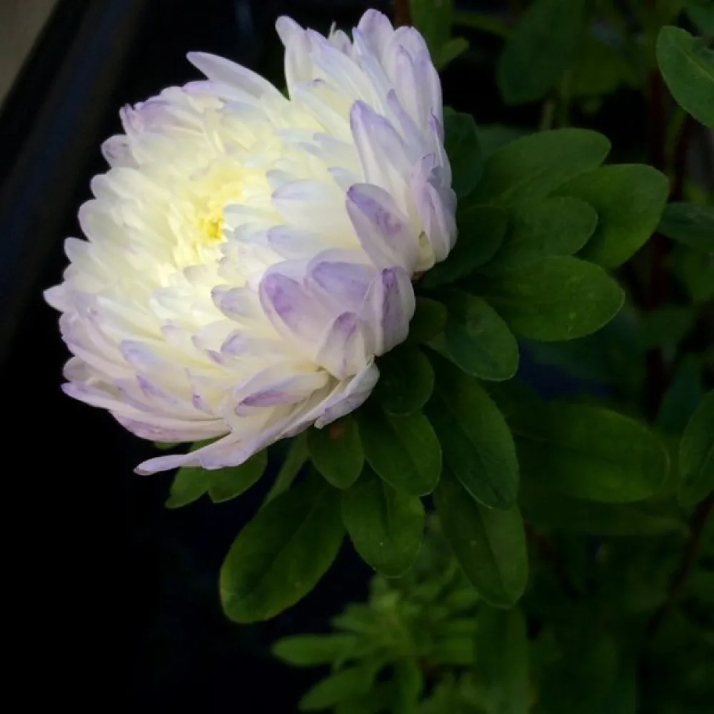 Sommaraster – pionblommig, silverblå