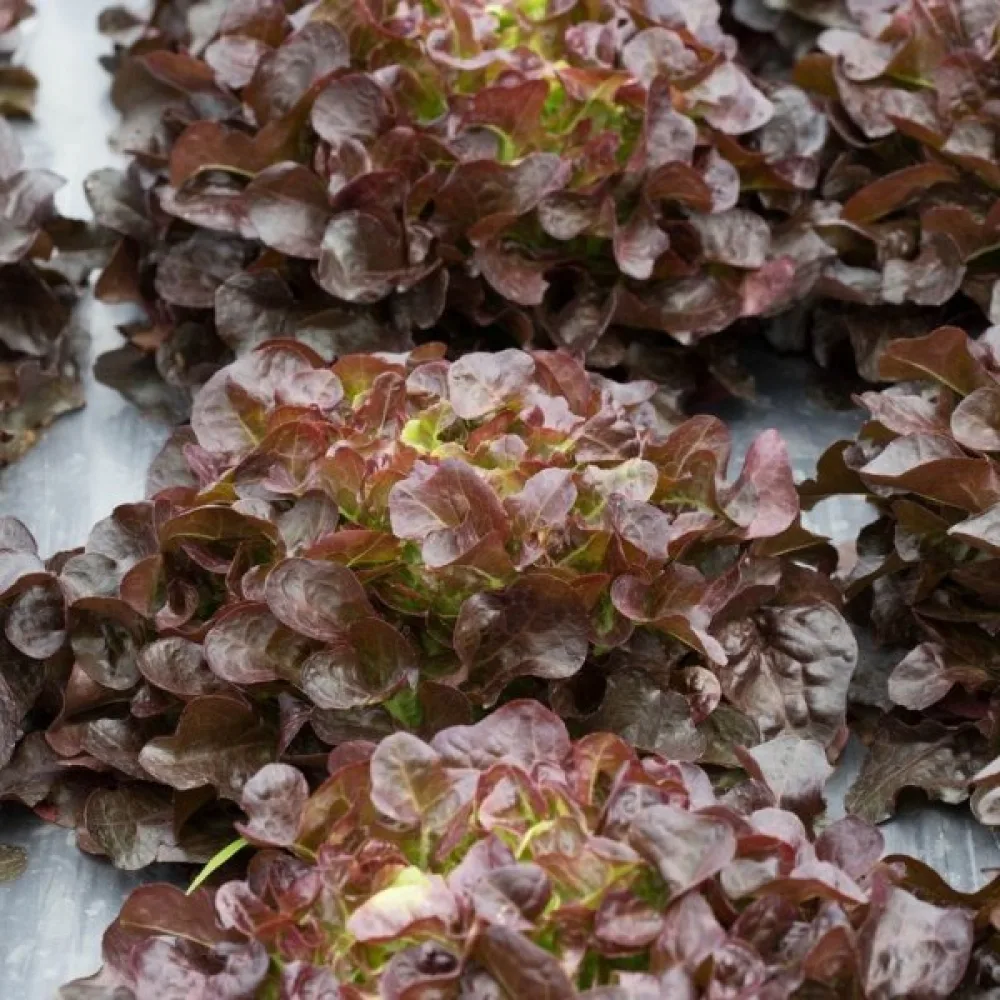 Babyleaf-sallad 'Biscia Rossa'