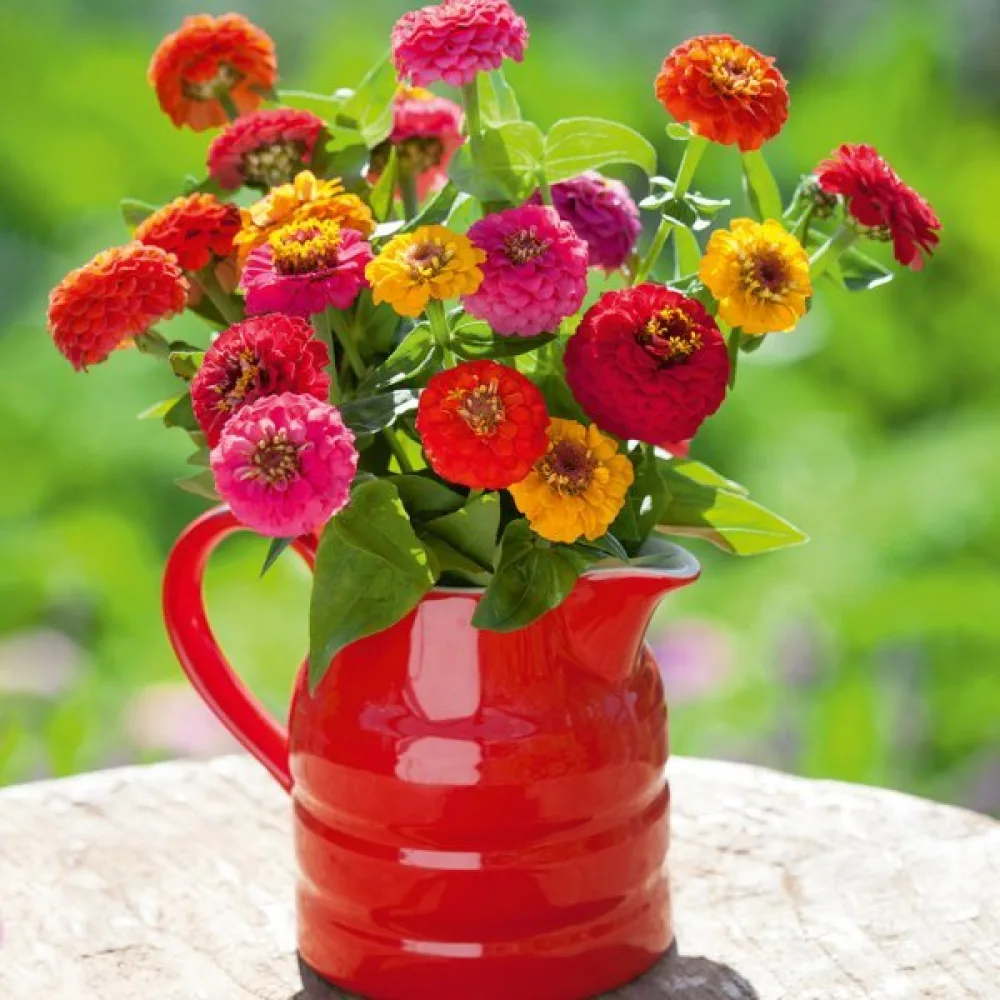 Zinnia 'Sprite' (blandning)