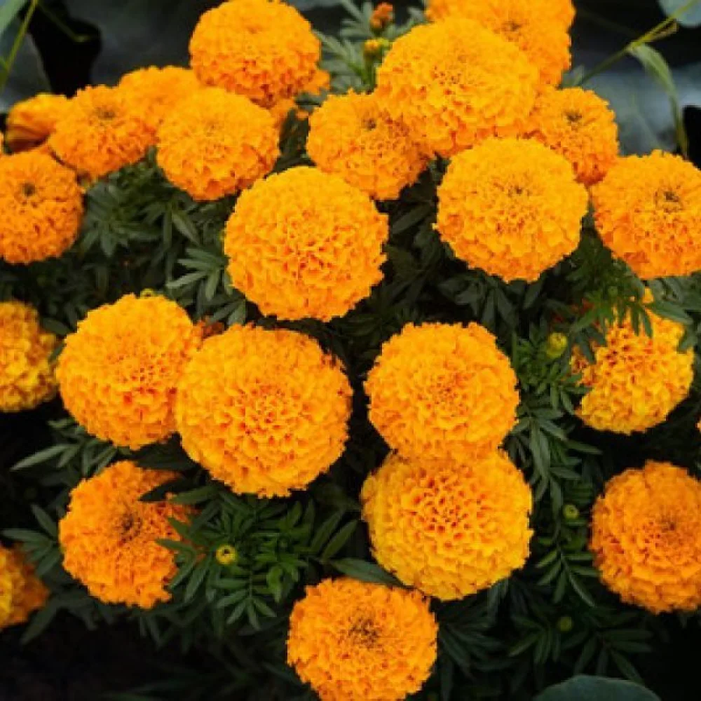 Afrikansk tagetes 'Clinton'
