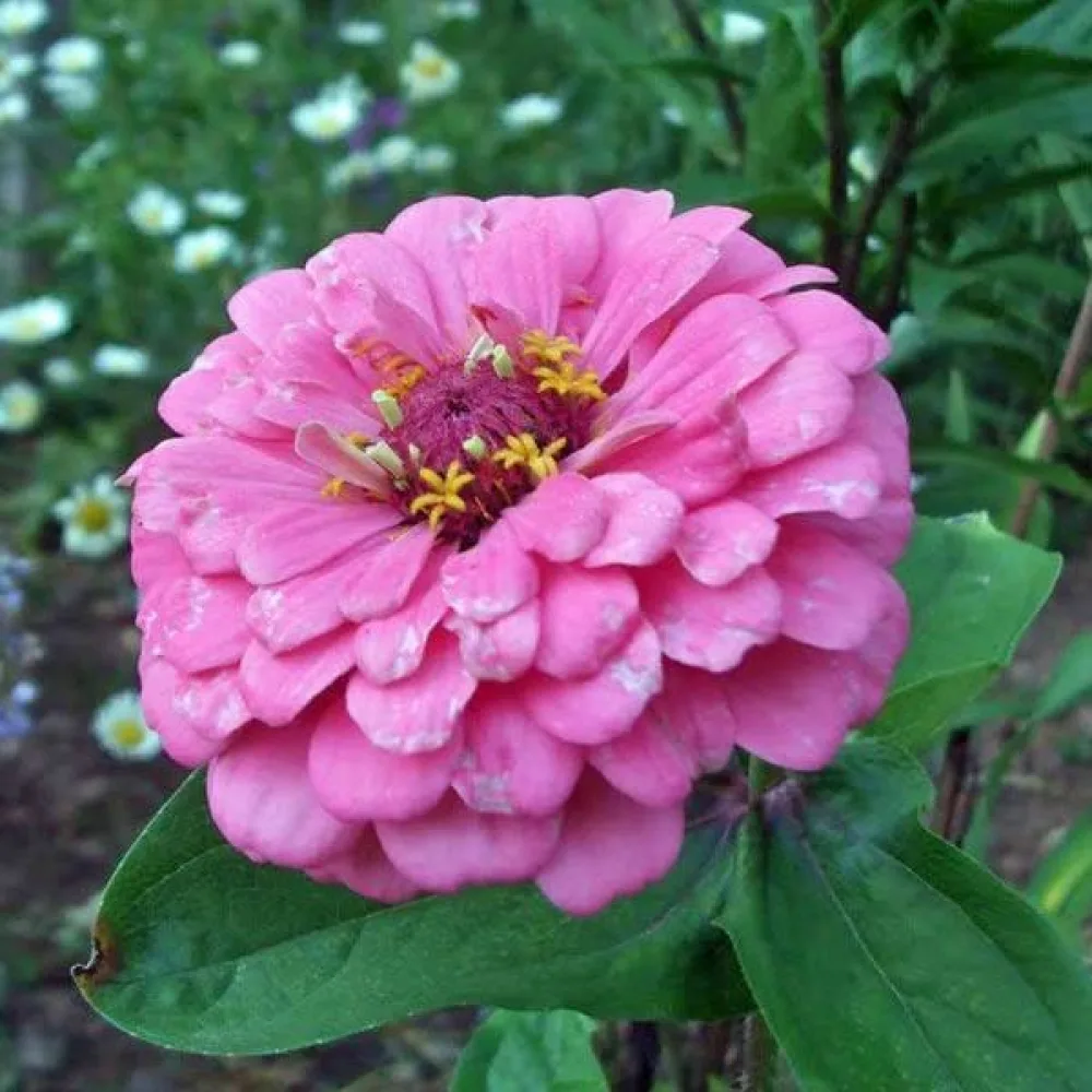 Zinnia 'Luminosa'