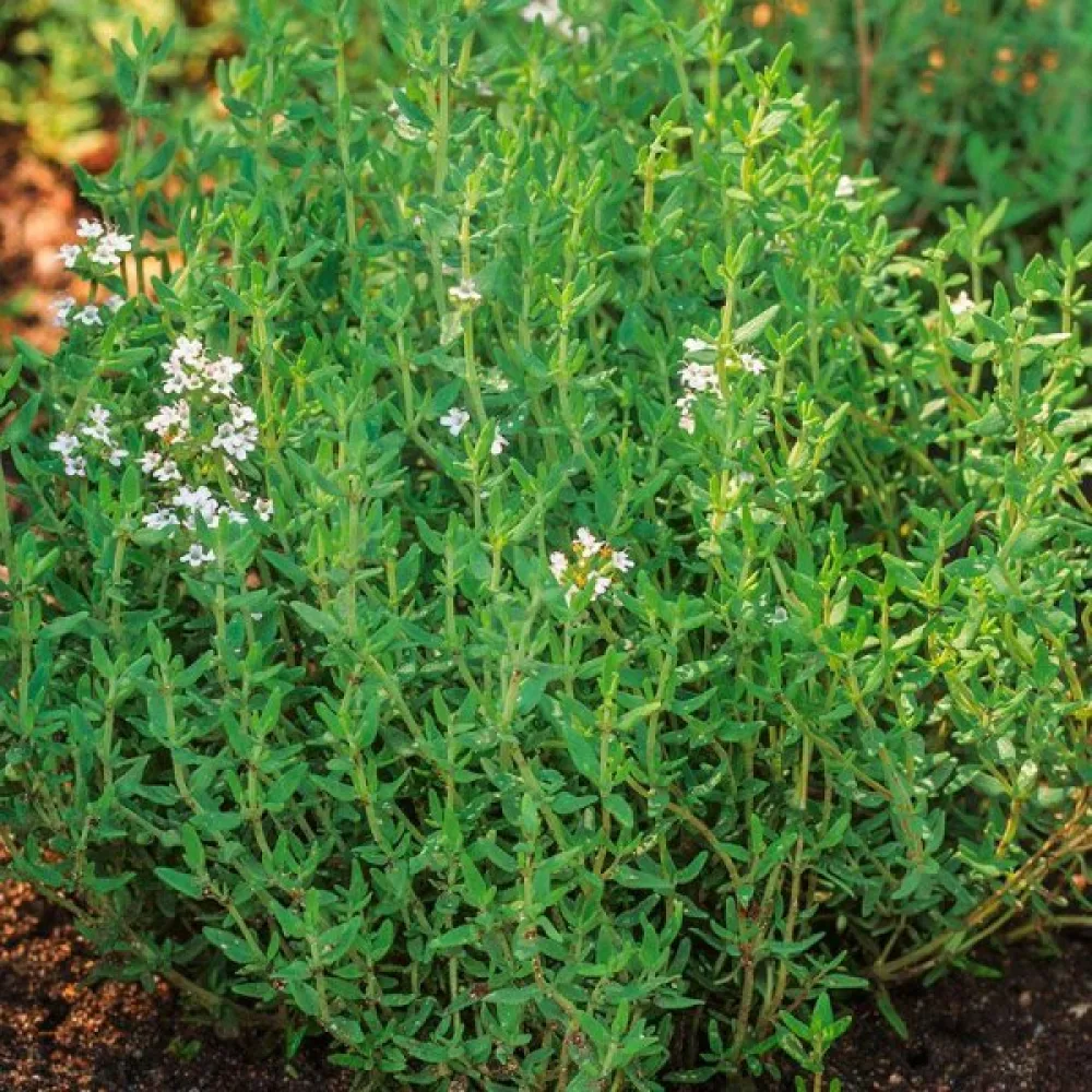 Timjan Thymus vulgaris, proffsfrö