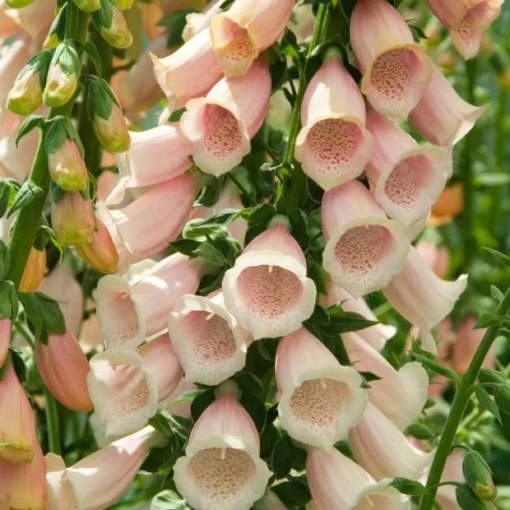 Fingerborgsblomma – aprikos