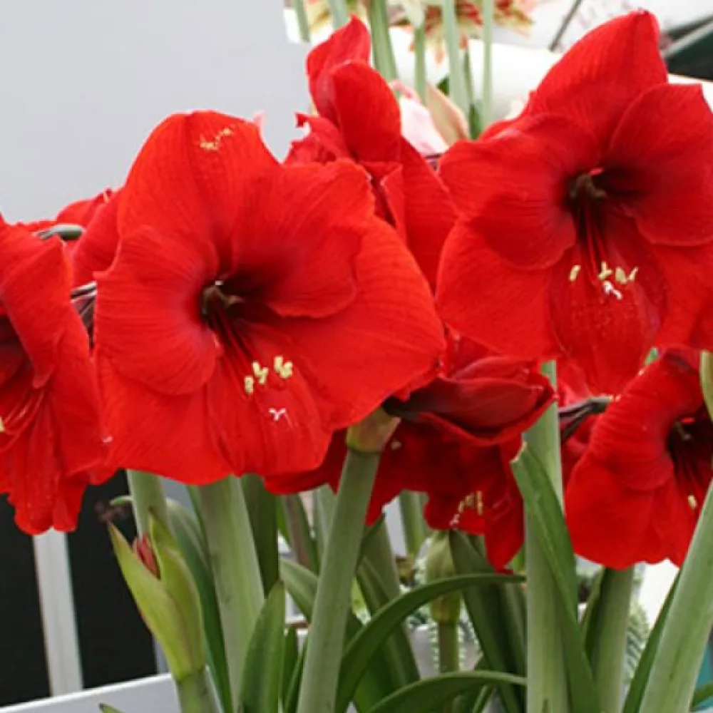 Amaryllis 'Red lion'