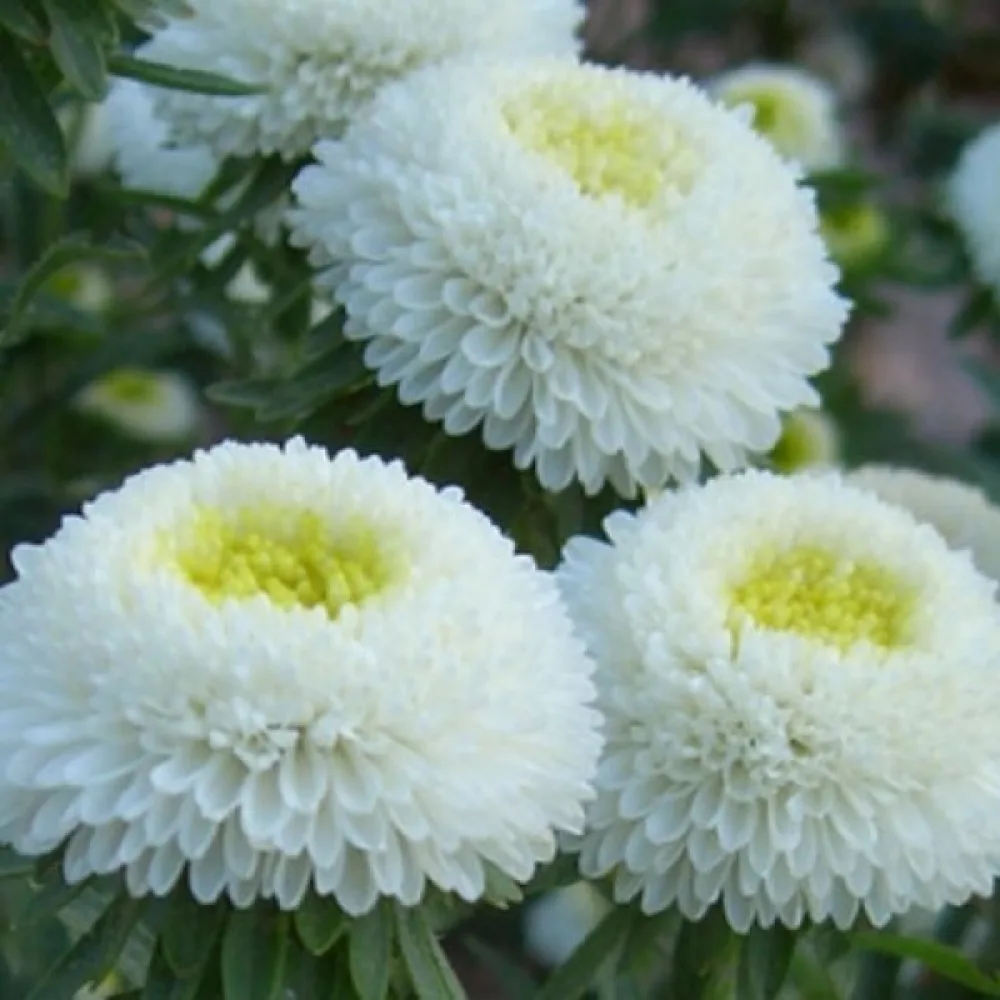 Sommaraster 'Early Charm' vit