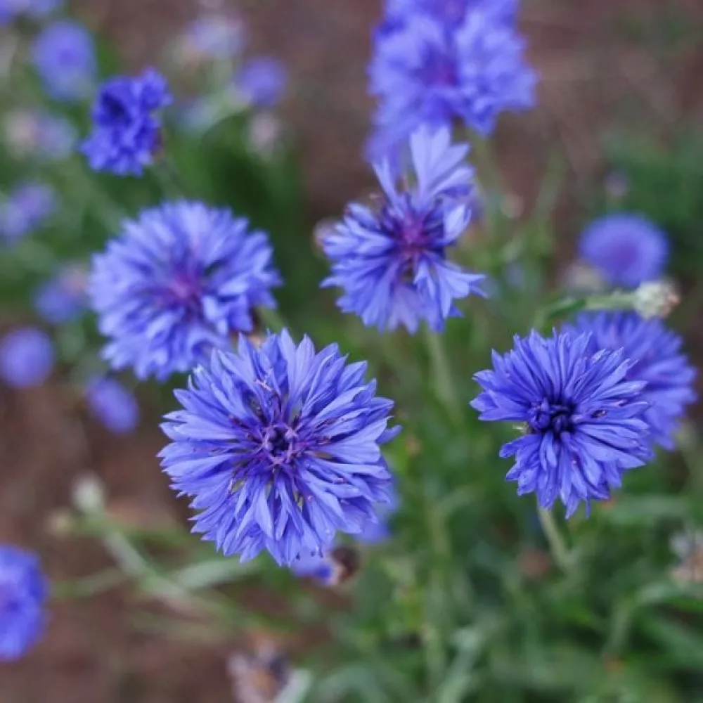 Blåklint 'Jubilee Gem', blå