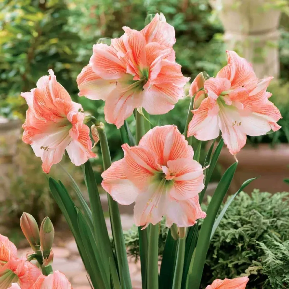 Amaryllis 'King Star'