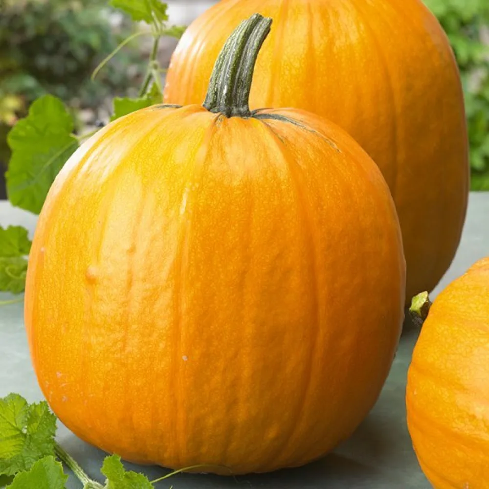 Pumpa 'Jack Lantern'