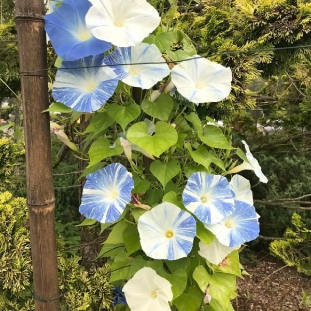Blomman för dagen 'Flying Saucers'