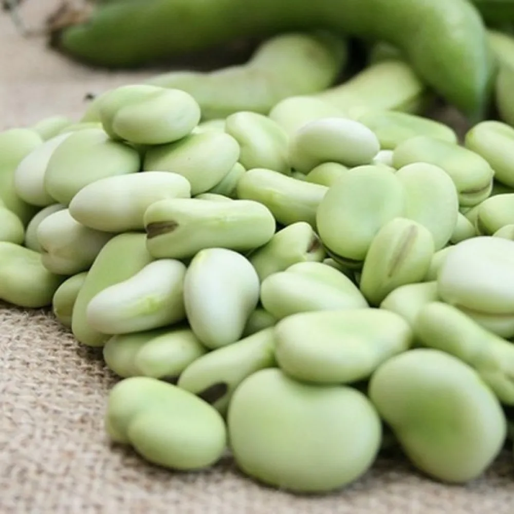 Bondböna 'Aguadulce Supersimonia'