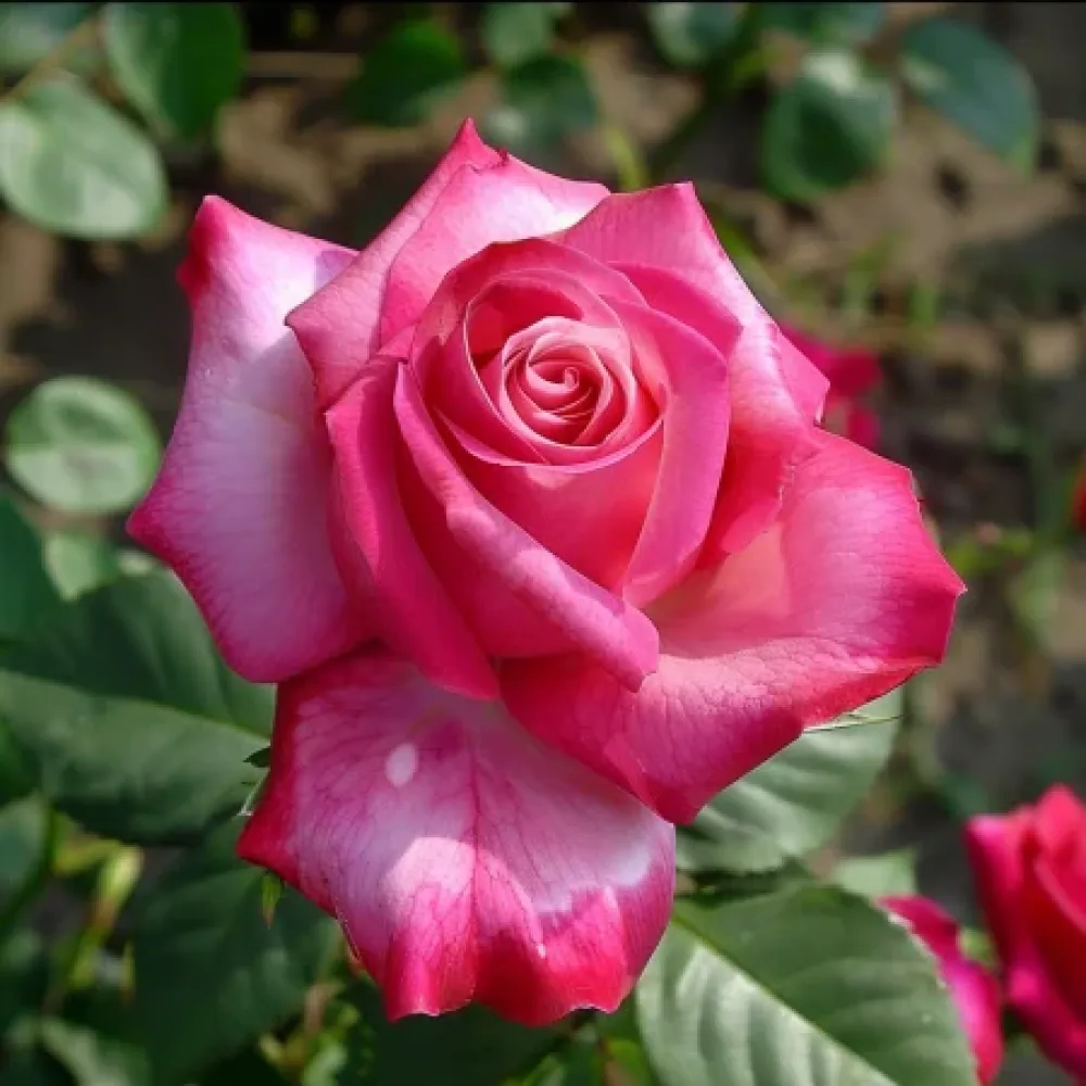 Ros 'Rosalita' – barrotad