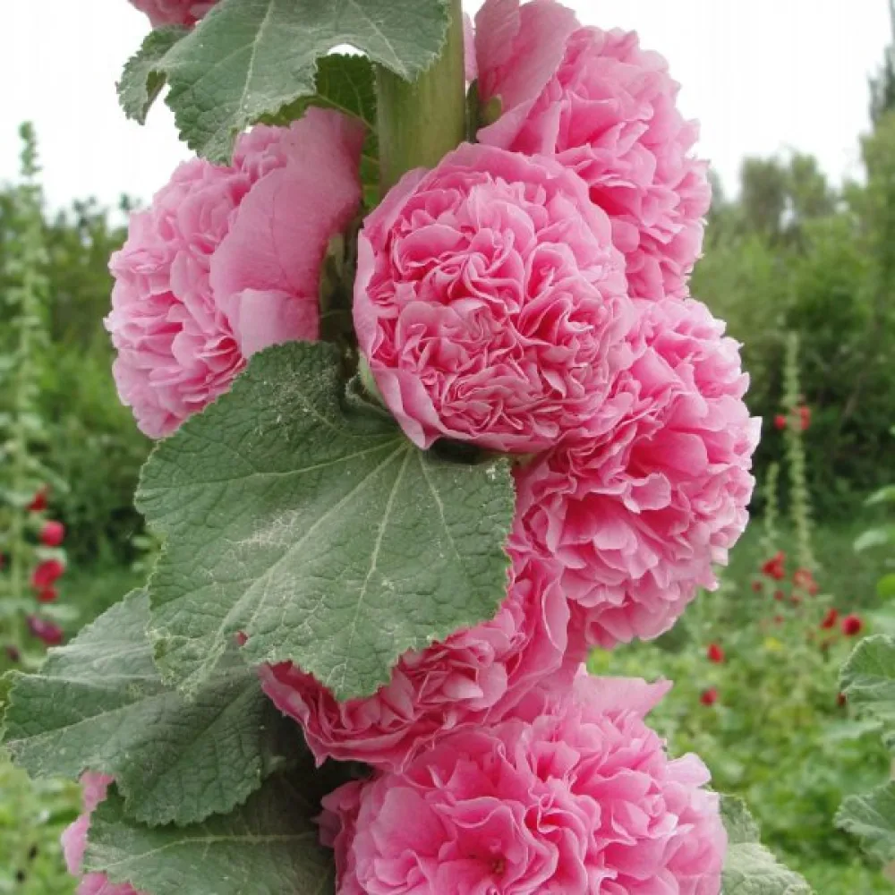 Fylld stockros, ljusrosa