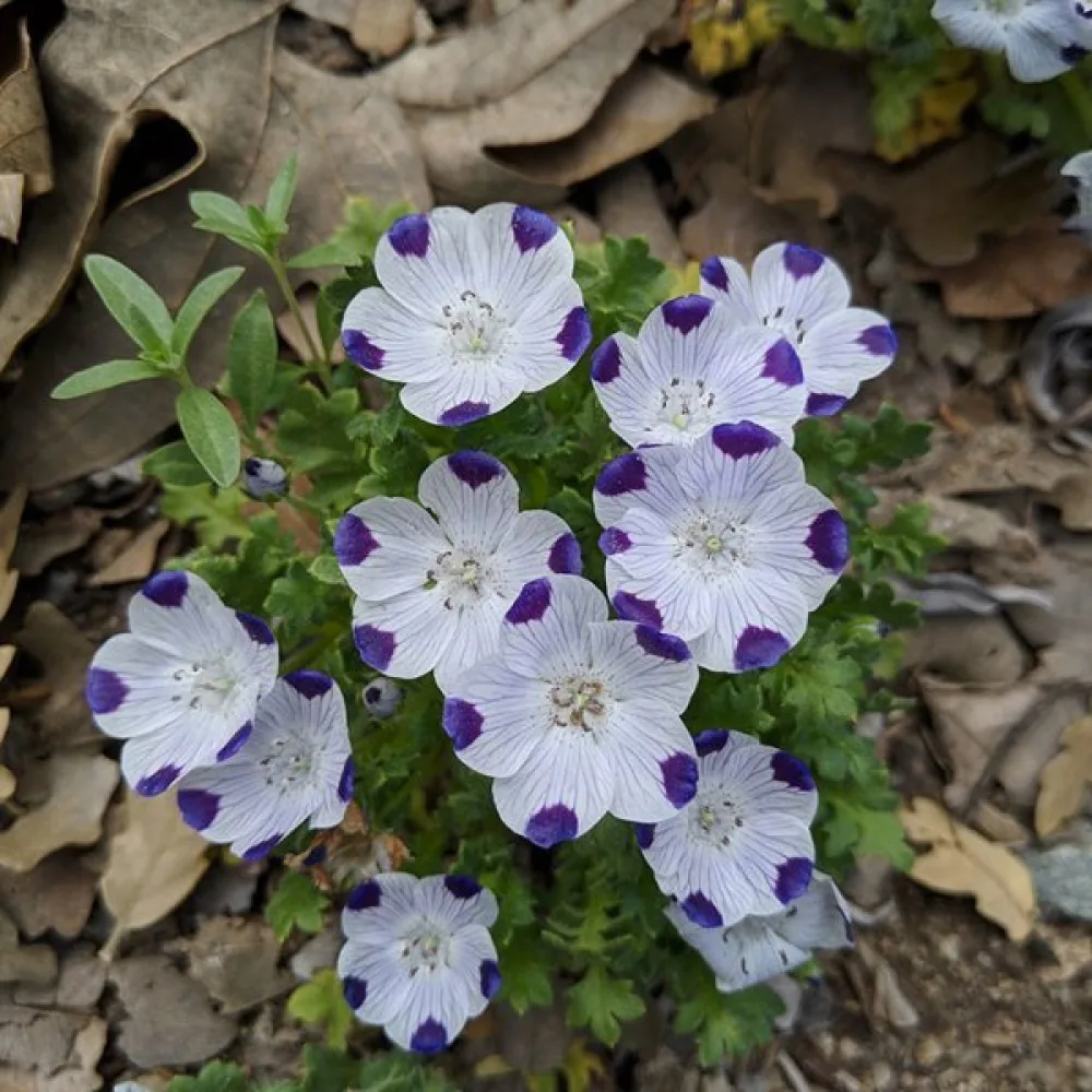 Nemophila maculata 'Five Spot'