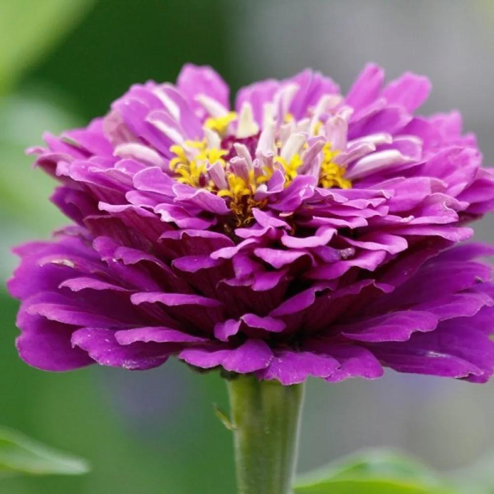 Zinnia 'Super Yoga Purple'